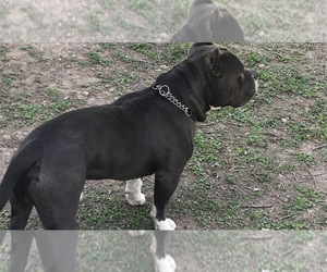 Father of the American Bully puppies born on 07/07/2022