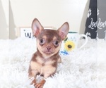 Small #1 Chihuahua