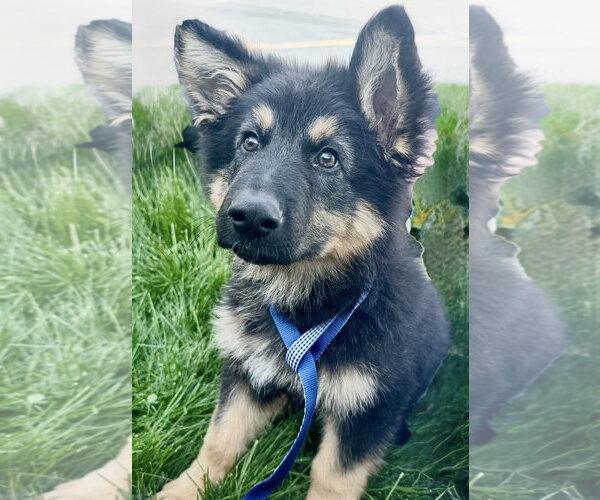 Medium Photo #1 German Shepherd Dog Puppy For Sale in Omaha, NE, USA
