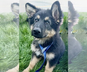 German Shepherd Dog Dogs for adoption in Omaha, NE, USA