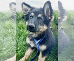 Small German Shepherd Dog