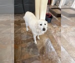 Small Photo #1 Great Pyrenees Puppy For Sale in HOUSTON, TX, USA