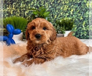 Goldendoodle (Miniature) Puppy for sale in INDIANAPOLIS, IN, USA