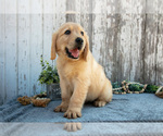 Small Golden Retriever