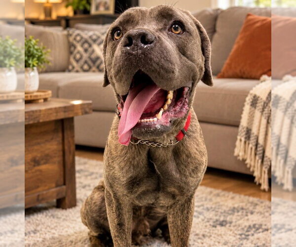 Medium Photo #1 Mutt Puppy For Sale in Goodyear, AZ, USA