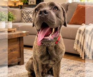 Mutt Dogs for adoption in Goodyear, AZ, USA