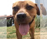 Small Black Mouth Cur-Labrador Retriever Mix