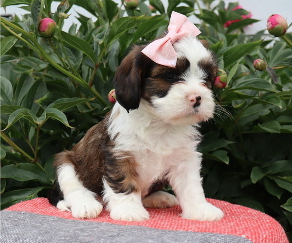 Medium Photo #5 Cava-Tzu Puppy For Sale in THORP, WI, USA
