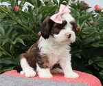 Small #4 Cava-Tzu
