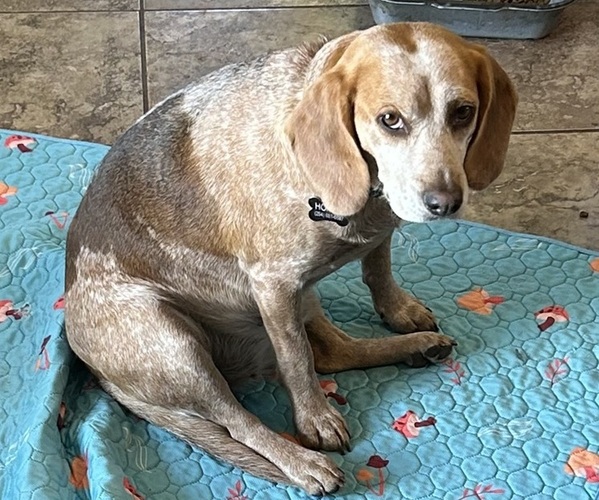 Medium Photo #1 Beagle Puppy For Sale in BROWNSVILLE, OR, USA