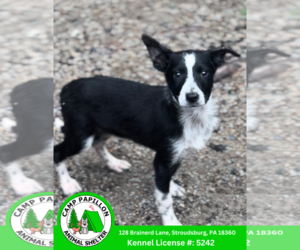 Border Collie-Unknown Mix Dogs for adoption in Stroudsburg, PA, USA