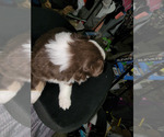 Small Photo #4 Australian Shepherd Puppy For Sale in ANDERSON, IN, USA
