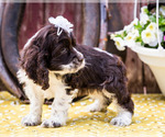 Small Photo #19 Cocker Spaniel Puppy For Sale in WAKARUSA, IN, USA
