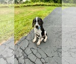 Small #1 Mutt