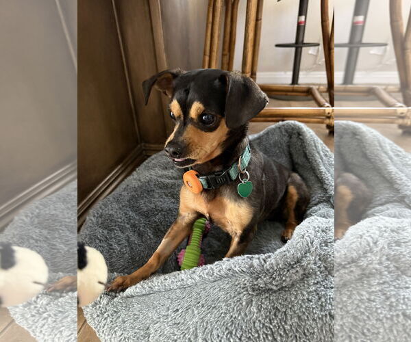 Medium Photo #8 Chipin Puppy For Sale in Lake Elsinore, CA, USA