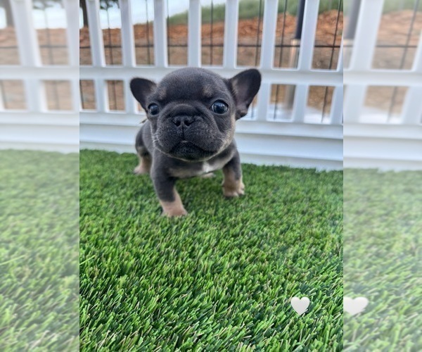 Medium Photo #24 French Bulldog Puppy For Sale in PLEASANTON, CA, USA