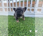 Small Photo #24 French Bulldog Puppy For Sale in PLEASANTON, CA, USA