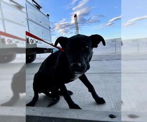 Labrador Retriever-Unknown Mix Dogs for adoption in Bakersfield, CA, USA