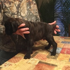 Boxer Puppy for sale in PIEDMONT, AL, USA