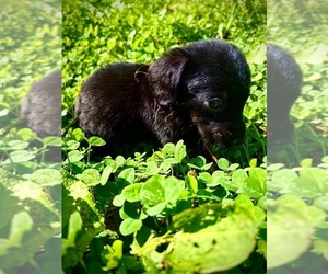 Doxiepoo (Standard) Puppy for sale in BLMGTN, IN, USA