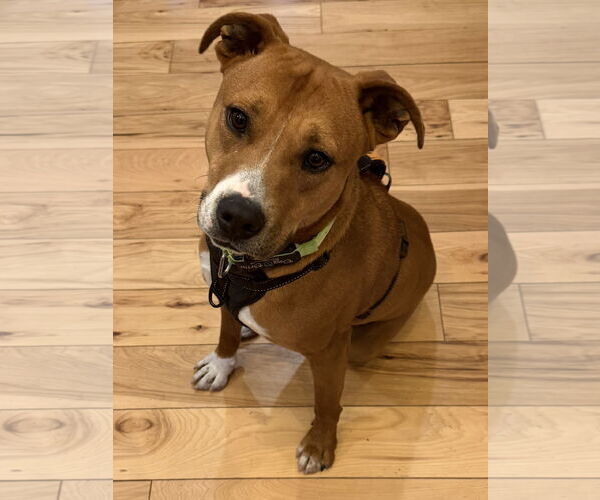 Medium Photo #2 Bulldog-Labrador Retriever Mix Puppy For Sale in Tarrytown, GA, USA