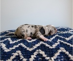 Small Photo #3 Miniature Australian Shepherd Puppy For Sale in MARYSVILLE, IN, USA