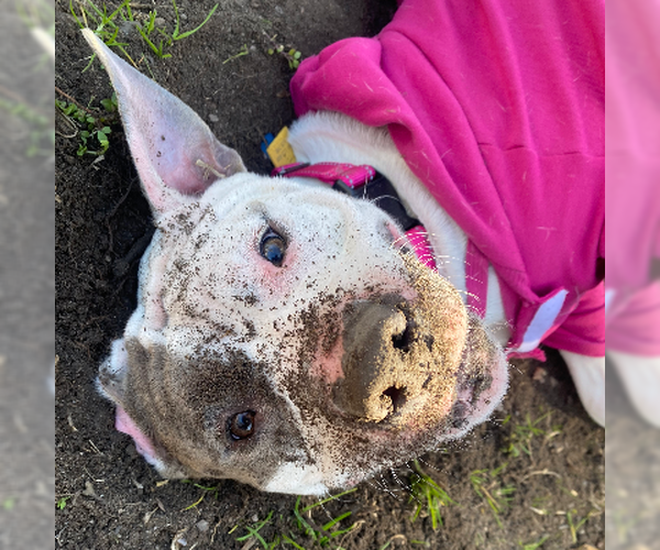 Medium Photo #9 American Pit Bull Terrier-Unknown Mix Puppy For Sale in Virginia Beach, VA, USA