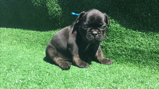 French Bulldog Puppy for sale in ROSEVILLE, CA, USA