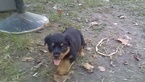 Small Photo #5 Rottweiler Puppy For Sale in ADEL, IN, USA