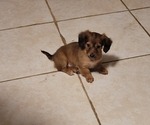 Puppy Puppy 2 Chiweenie