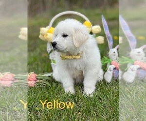 Great Pyrenees Puppy for sale in MORGANTON, NC, USA