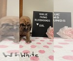 Puppy 9 Bloodhound