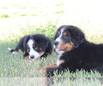 Small Photo #9 Bernese Mountain Dog Puppy For Sale in WESTCLIFFE, CO, USA