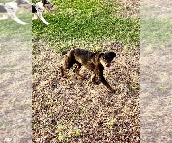 Medium Photo #6 Mutt Puppy For Sale in Mooresville, NC, USA