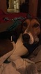Small Photo #1 Treeing Walker Coonhound-Unknown Mix Puppy For Sale in PORT HURON, MI, USA