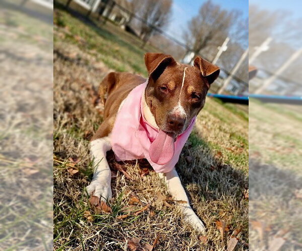 Medium Photo #2 American Staffordshire Terrier-Unknown Mix Puppy For Sale in Southbury, CT, USA