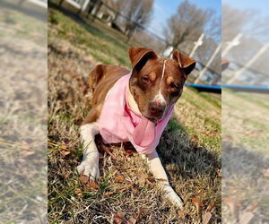 Mitzi - Female American Staffordshire Terrier-Unknown Mix Dog for Adoption - Photo #2