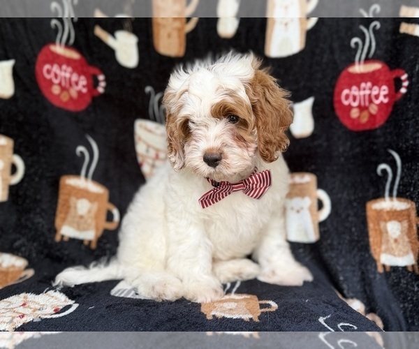 Medium Photo #2 Goldendoodle (Miniature) Puppy For Sale in LAKELAND, FL, USA