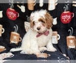 Small #1 Goldendoodle (Miniature)