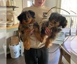 Small Photo #4 Aussiedoodle Miniature  Puppy For Sale in ACWORTH, GA, USA