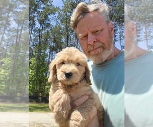 Goldendoodle (Miniature) Puppy for sale in STELLA, NC, USA