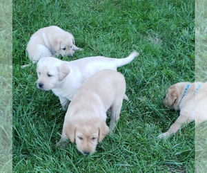 Labrador Retriever Litter for sale in OLYMPIA, WA, USA