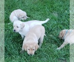 Image preview for Ad Listing. Nickname: Litter of 7