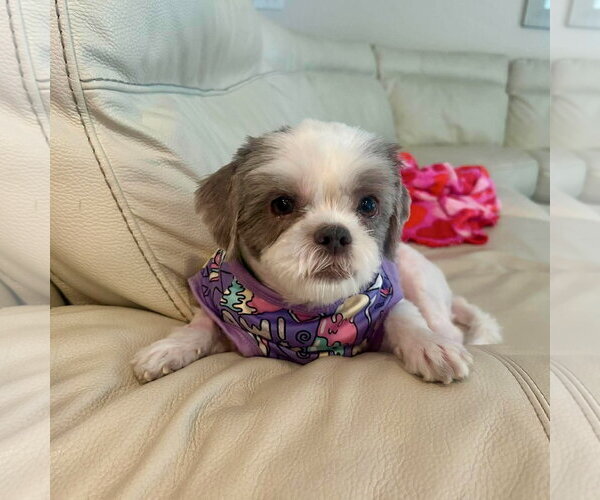 Medium Photo #2 Shih Tzu-Unknown Mix Puppy For Sale in Spring Lake, NC, USA