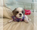 Small #1 Shih Tzu Mix