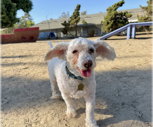 Medium Photo #1 Poodle (Miniature)-Unknown Mix Puppy For Sale in Seal Beach, CA, USA