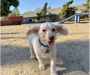 Poodle (Miniature)-Unknown Mix Dogs for adoption in Seal Beach, CA, USA