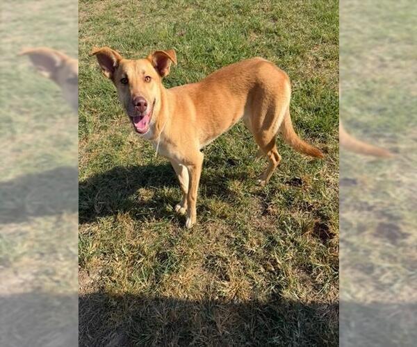 Medium Photo #2 Labrador Retriever Puppy For Sale in Conroe, TX, USA