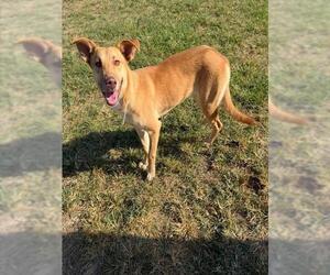 BUTTERSCOTCH - Female Labrador Retriever Dog for Adoption - Photo #2