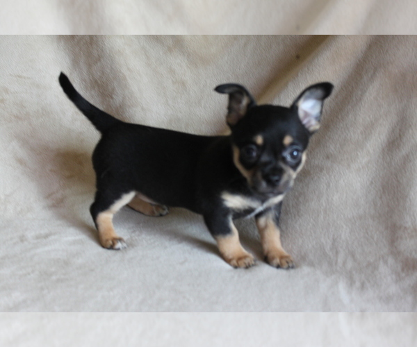 Medium Photo #4 Chihuahua Puppy For Sale in HUDSONVILLE, MI, USA